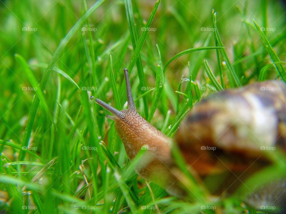 Close-up snail on grass