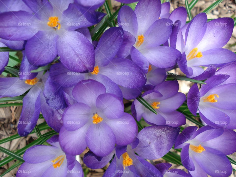 Purple Violets