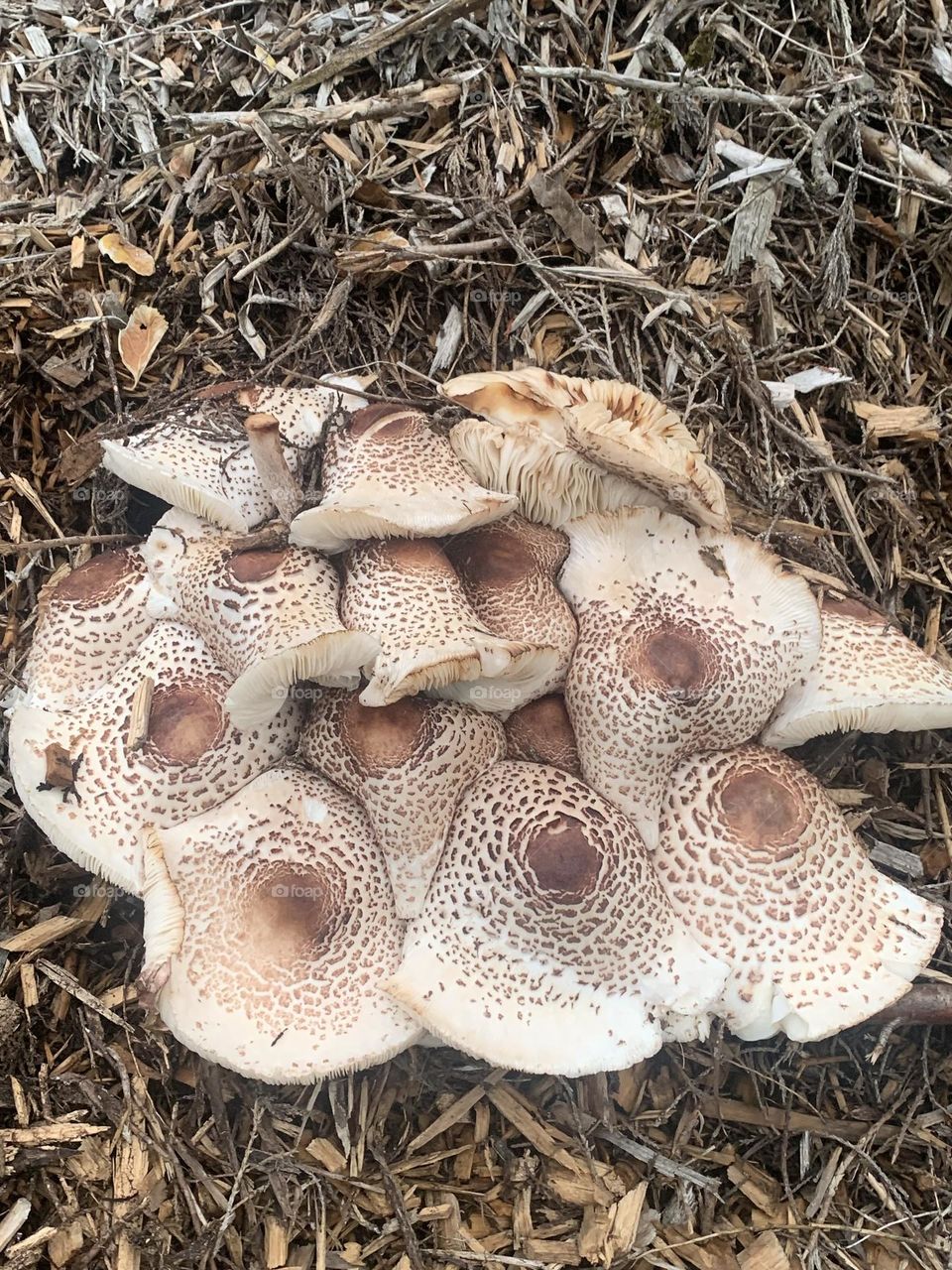 Mushroom cluster
