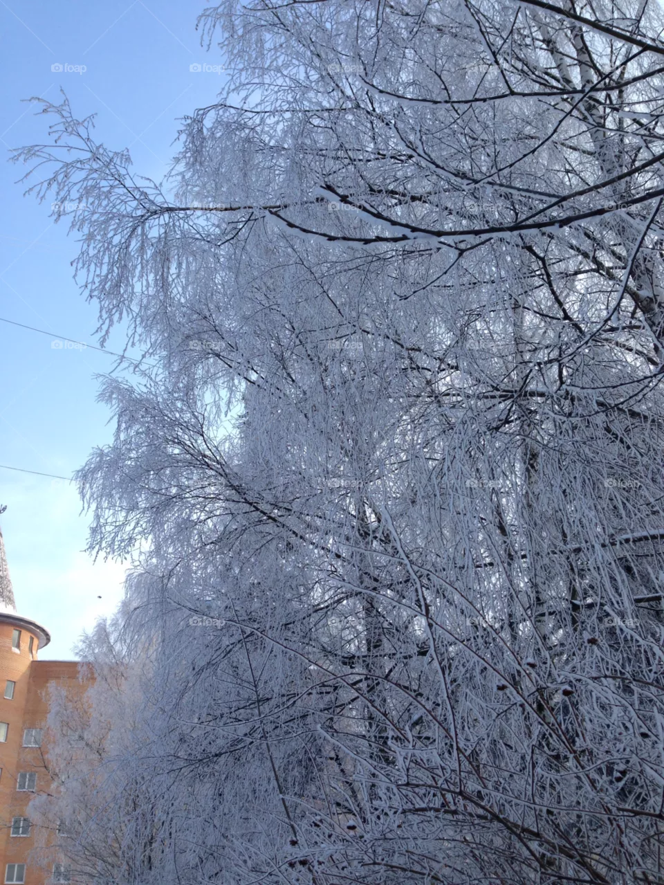 Winter, Snow, Cold, Frost, Tree