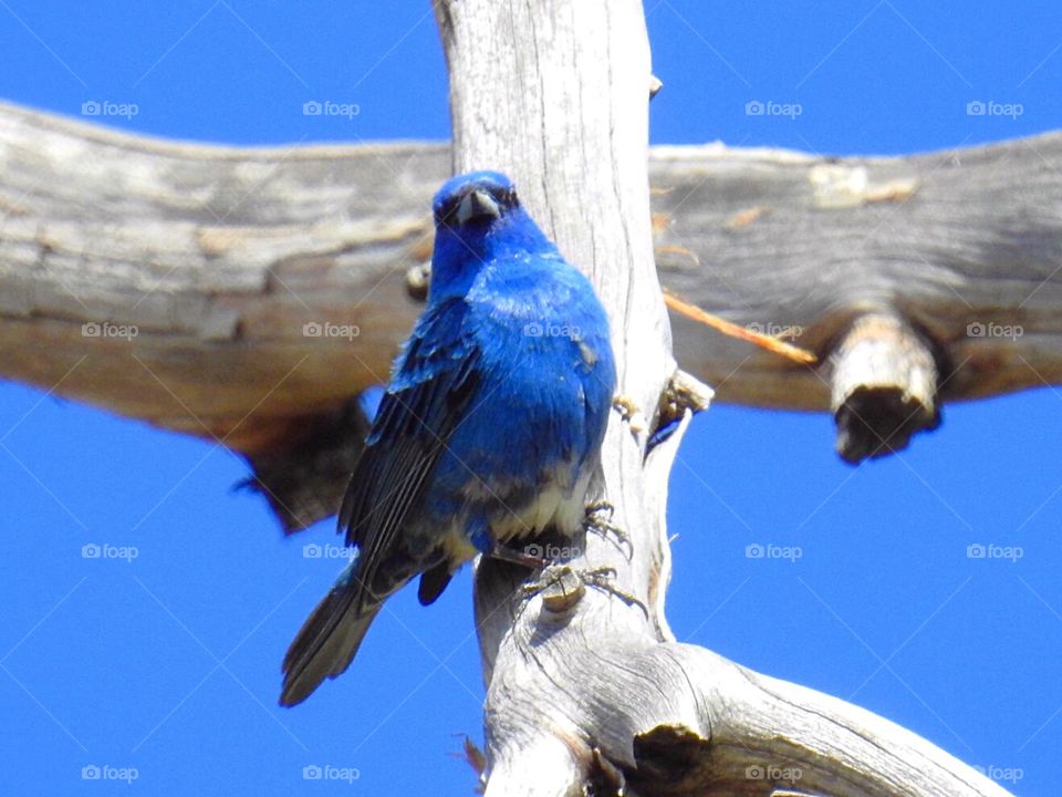 Indigo Bunting 