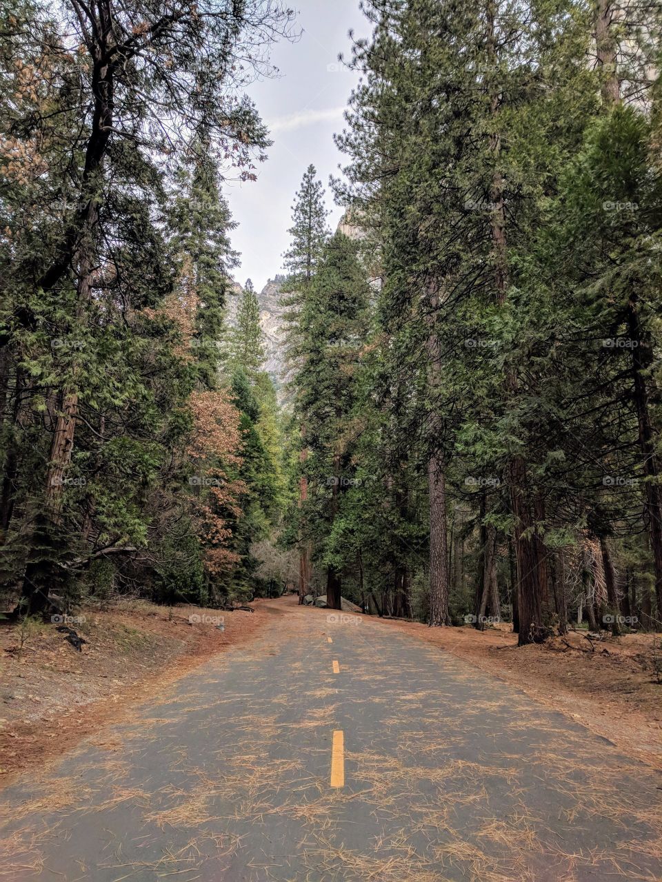 pine forest and road