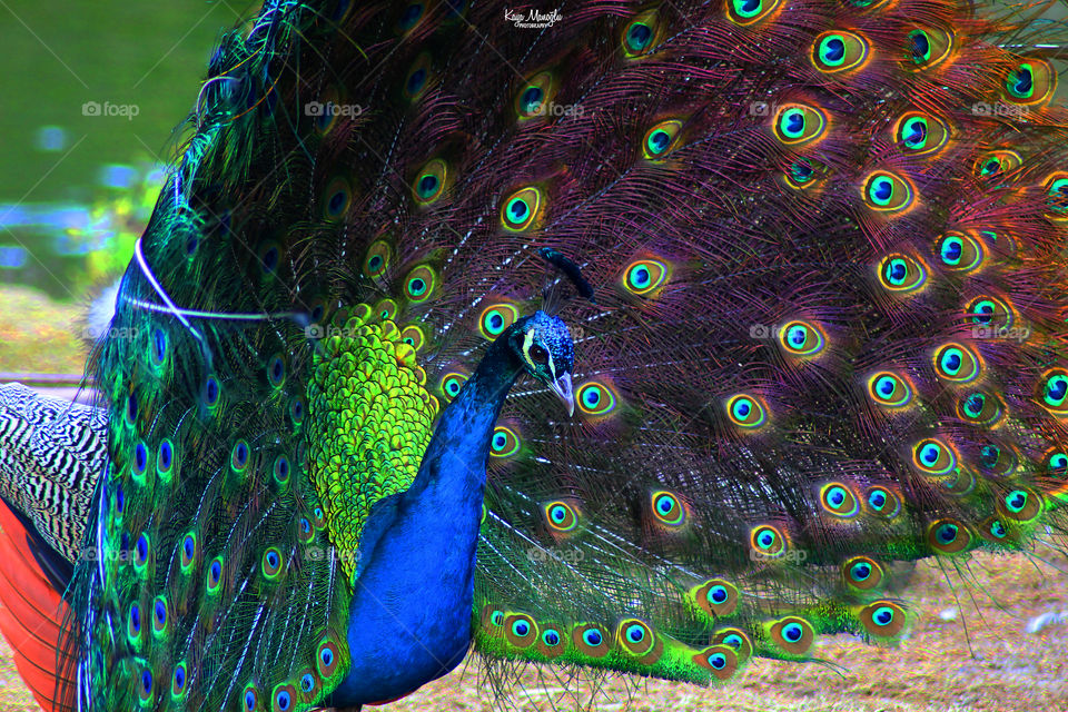 The Peacock