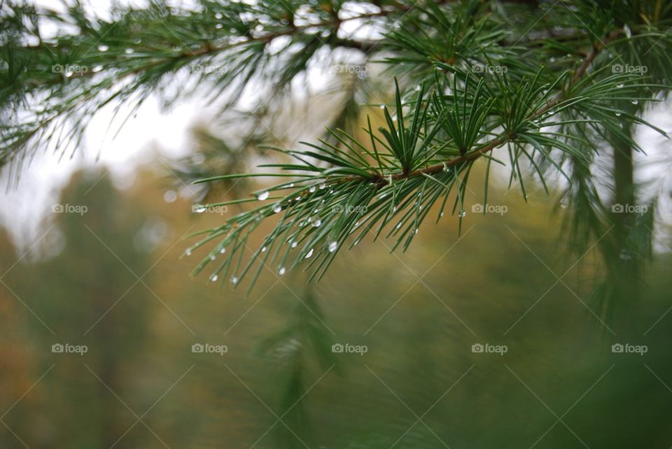 Raindrop on fir tree