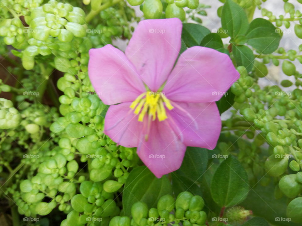 violet colored petals