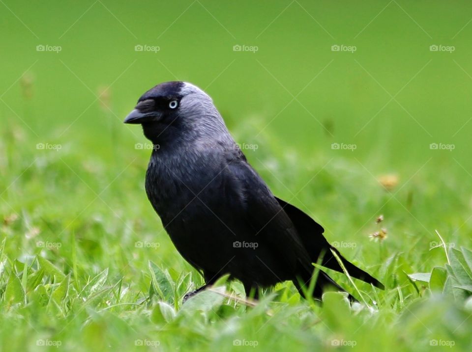 A good looking jackdaw with a grass background.