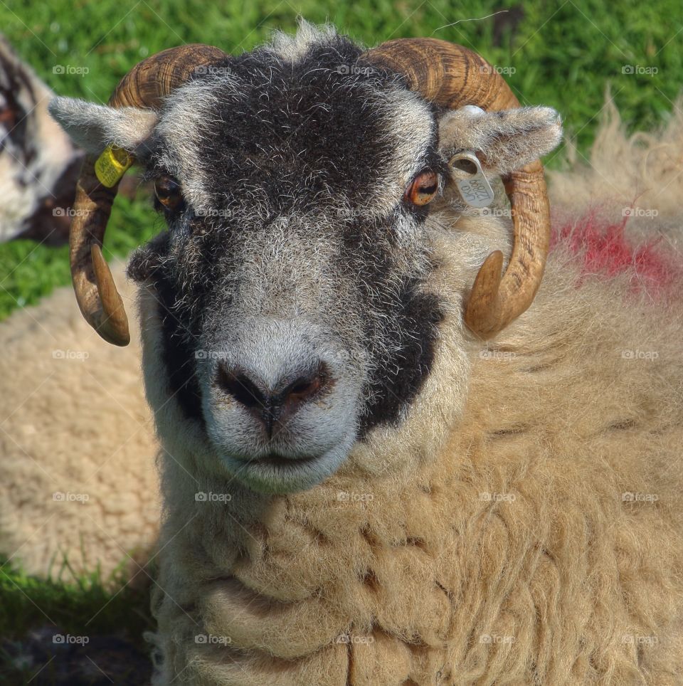Close-up of swaledale sheep