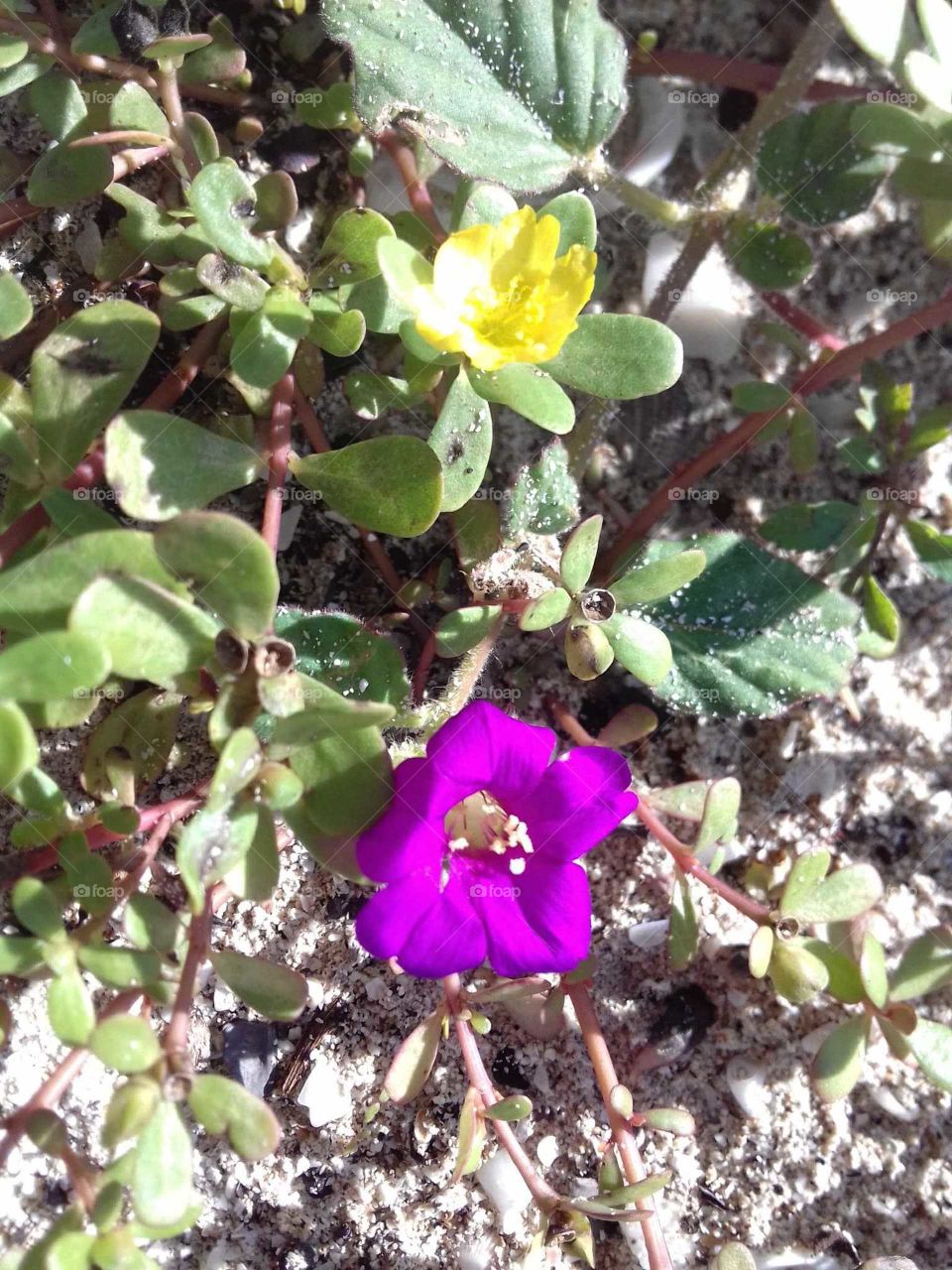 yellow and purple flowers in adversity