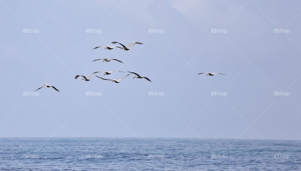 flight of the pelicans