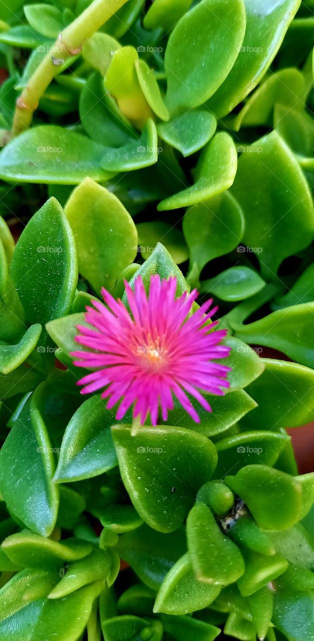 Aptemia flor rosa suculenta