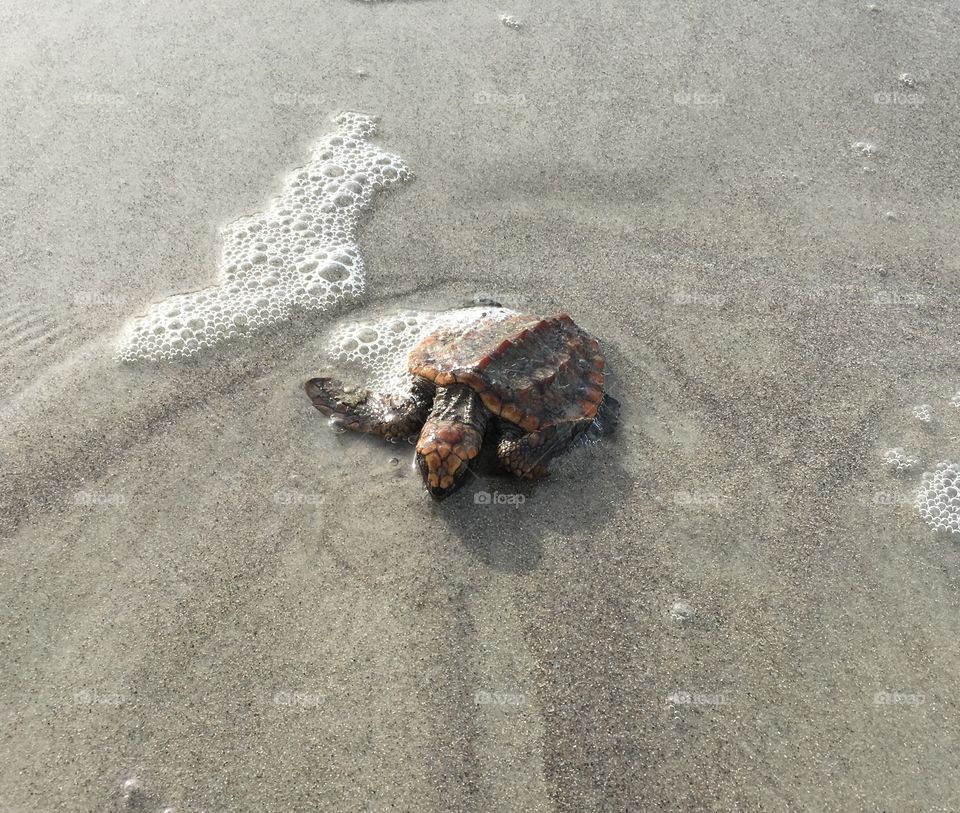 Baby turtle!