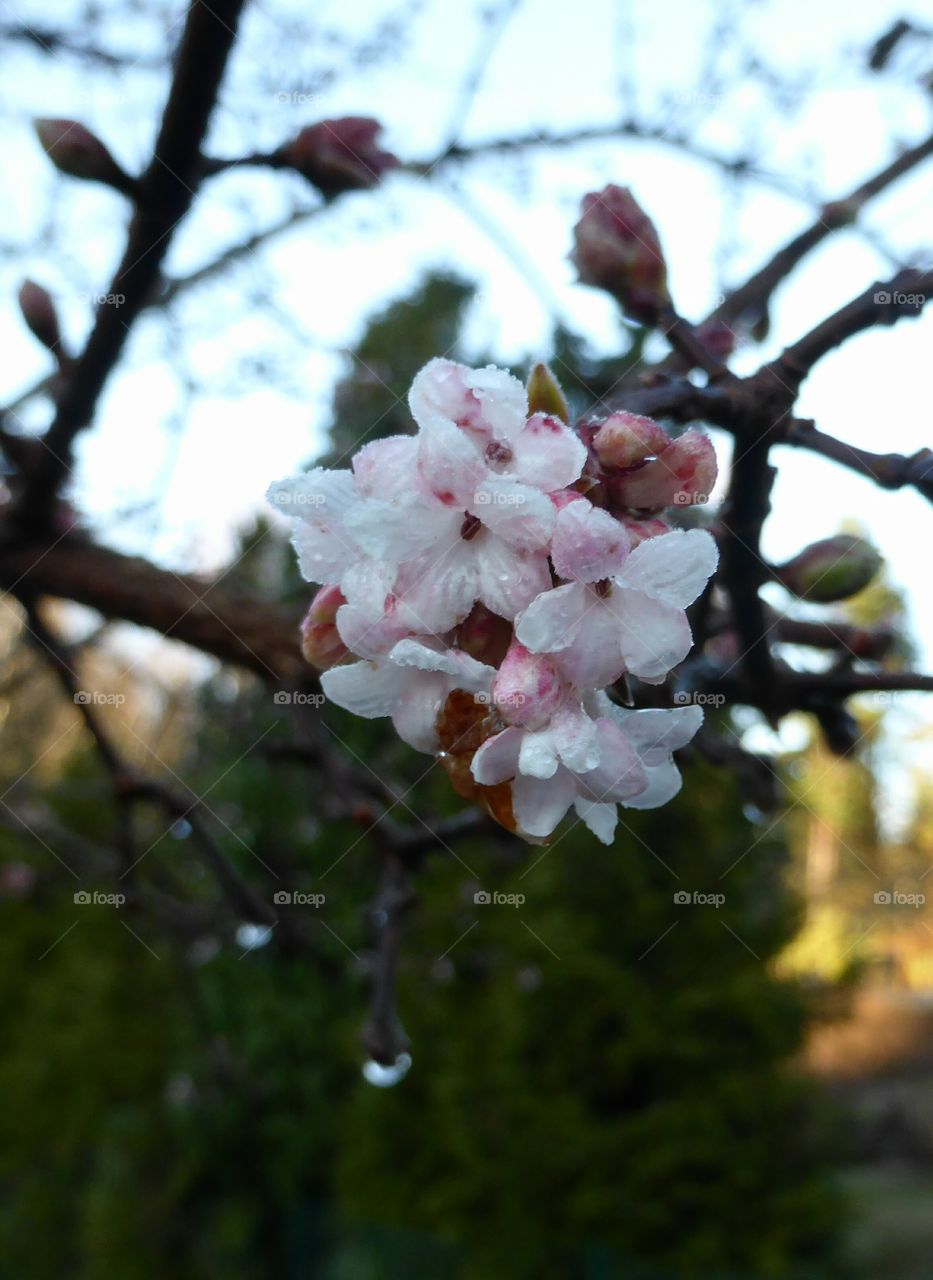 pink flower in bloom in the winter