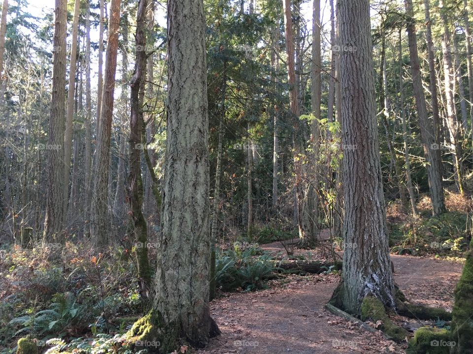 Curved path through the forest