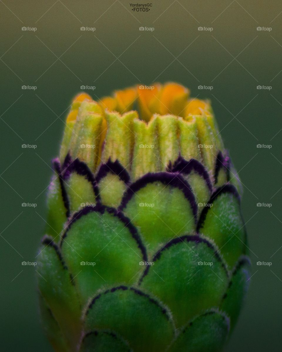 Crowned, little wild flower