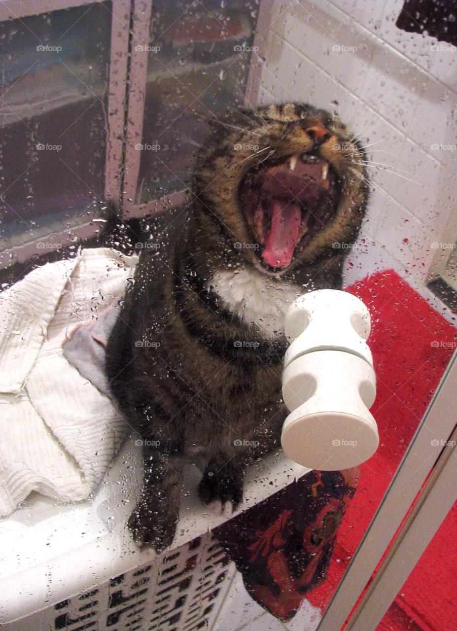 Cat yawn in the bathroom