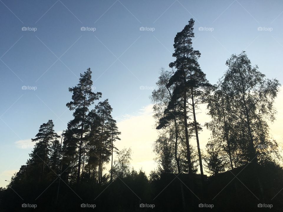 Tree silouettes at sunset