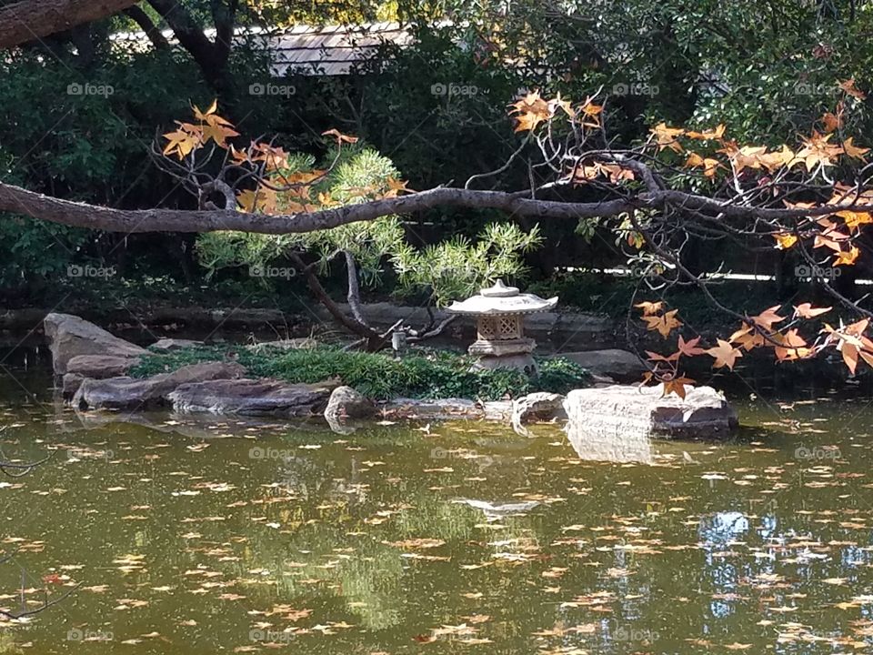 Japanese Gardens at Fort Worth botanical