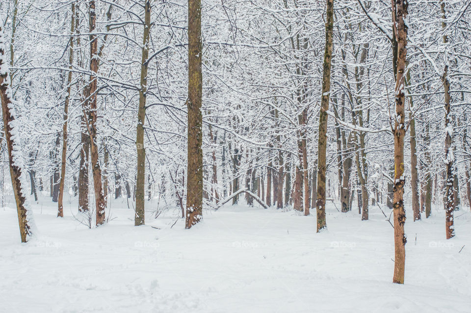 Frozen trees in forest during winter