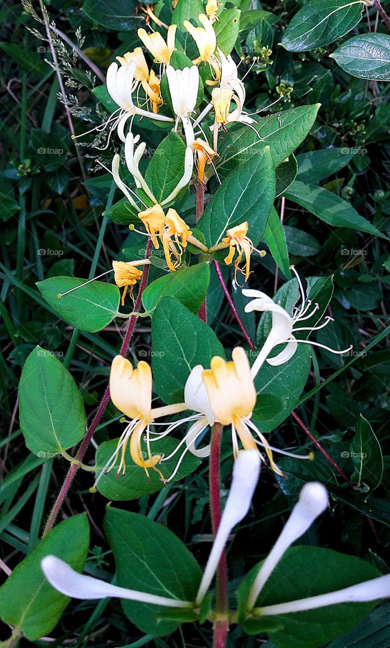 flowers