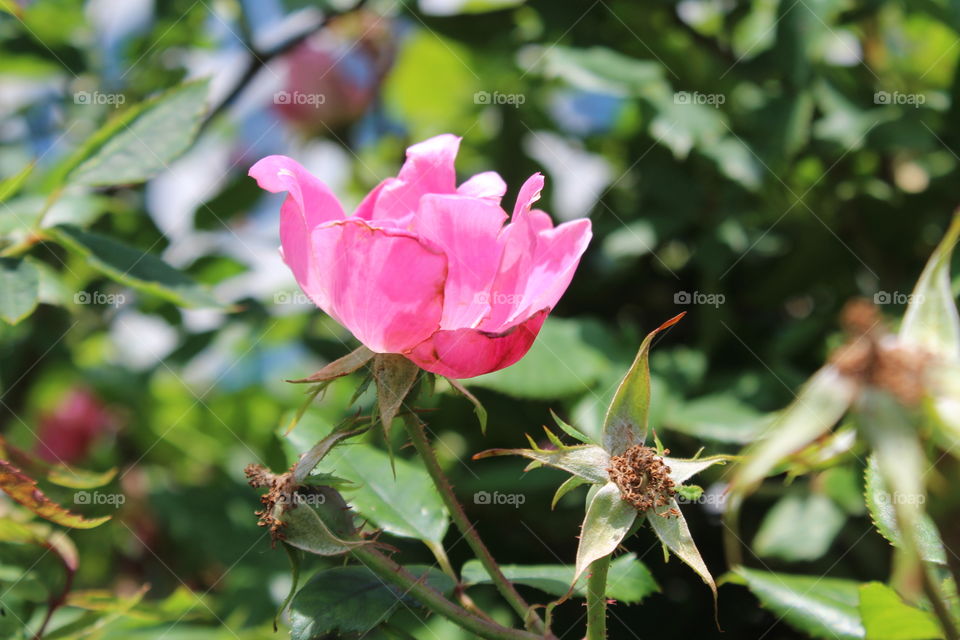 Wild pink rose with greenery in background in June 