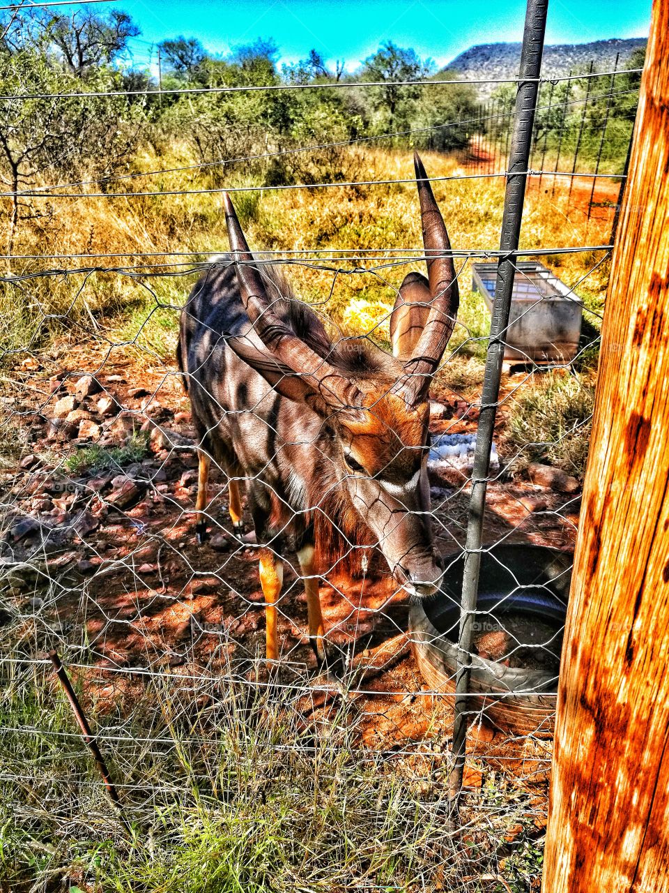African Antelope - Kudu