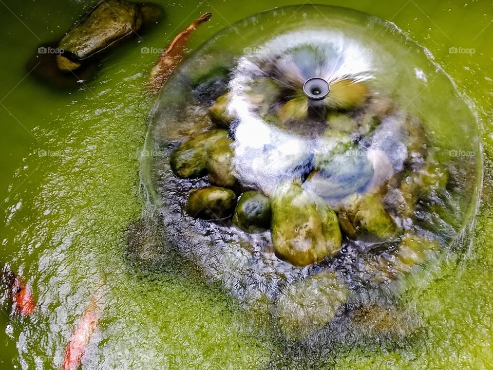 carp fish in the water