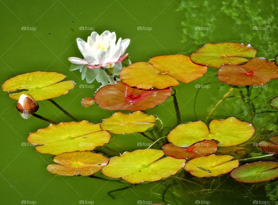 Water Lilly . Tranquil Water Scene With Lillypad
