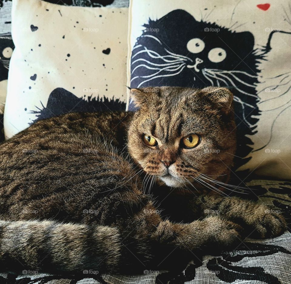 my beautiful scottish fold cat relax