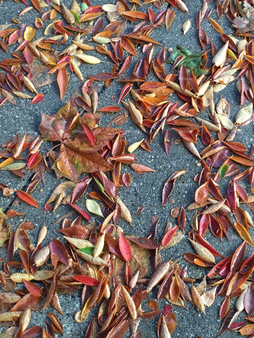 Leaves in sidewalk 