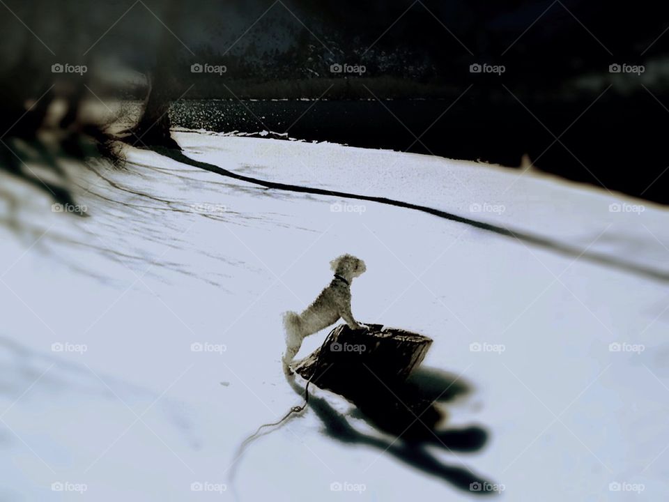 Blame it on the moon