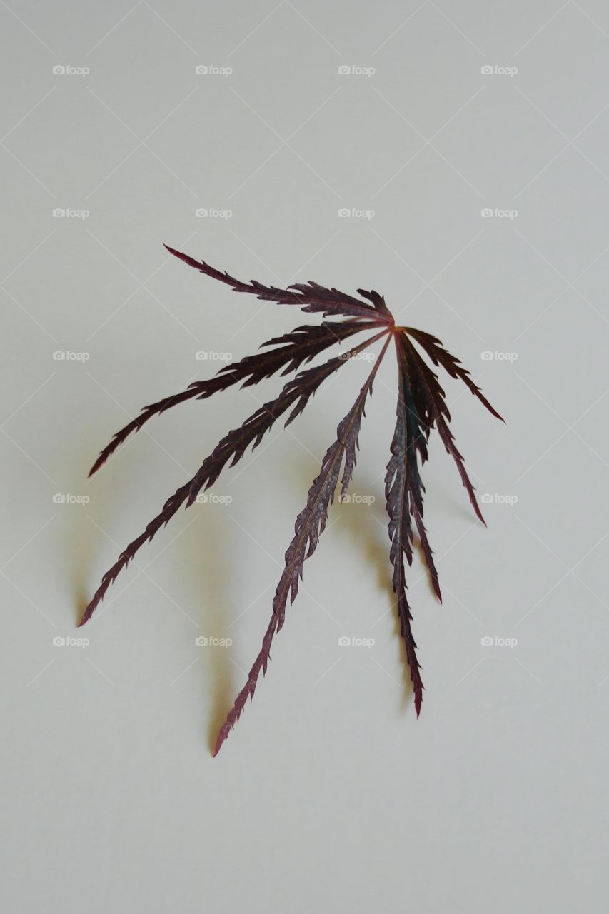 Maple leaf on a white background 