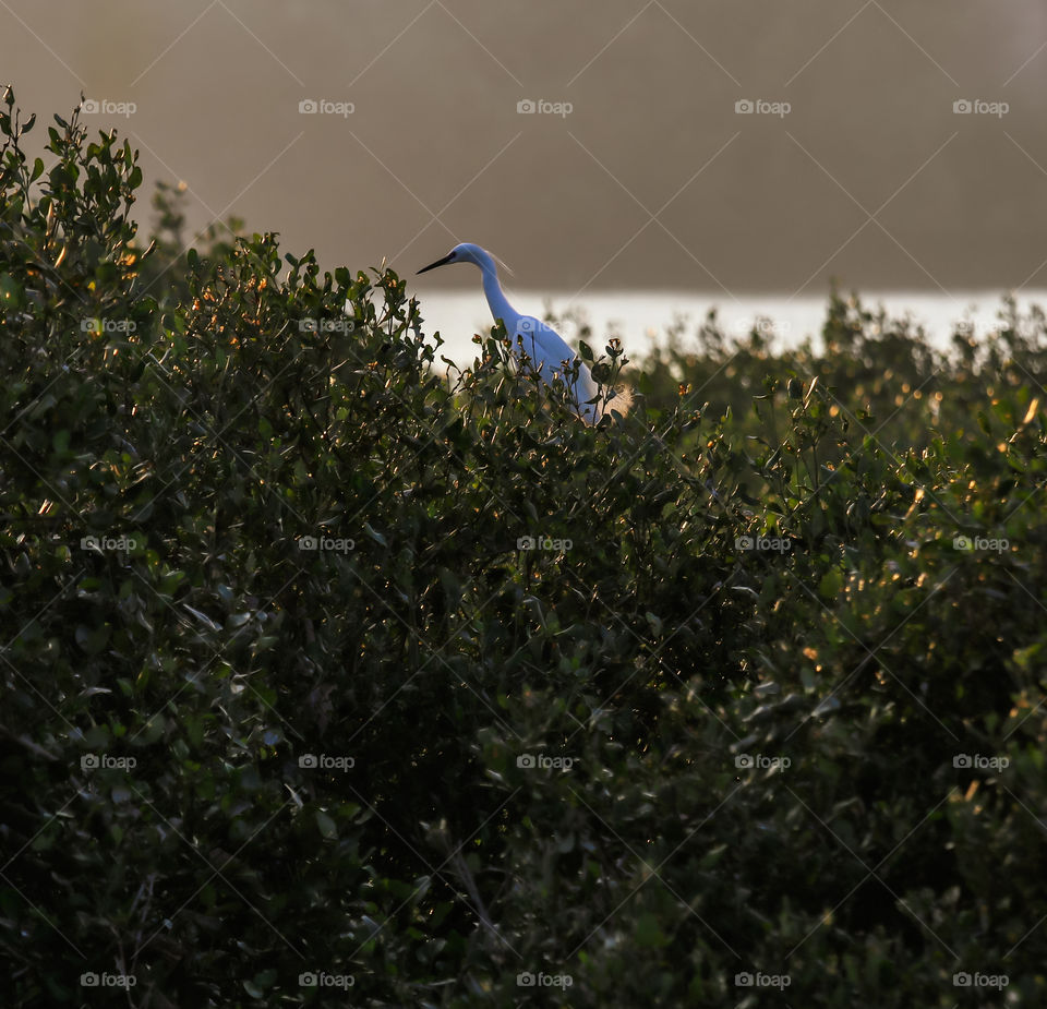 Great Egret on a Mangrove trees