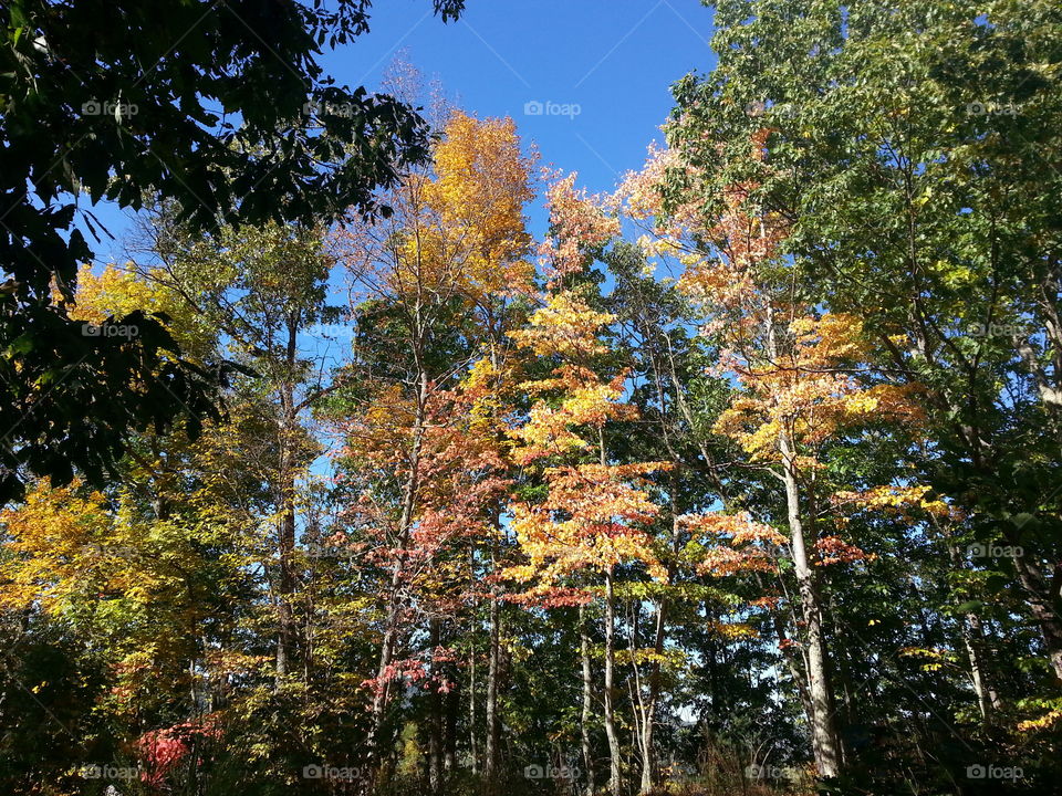 fall foliage. early fall foliage in southwest Virginia