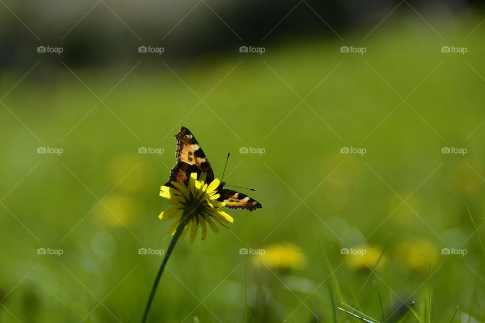 Butterfly. Beautiful Butterfly on yellow flower 