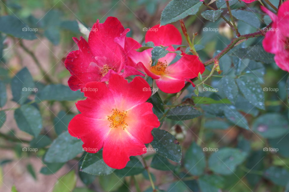 Single bi-colour rose at Queen Sirikit Botanical GardensThailand 