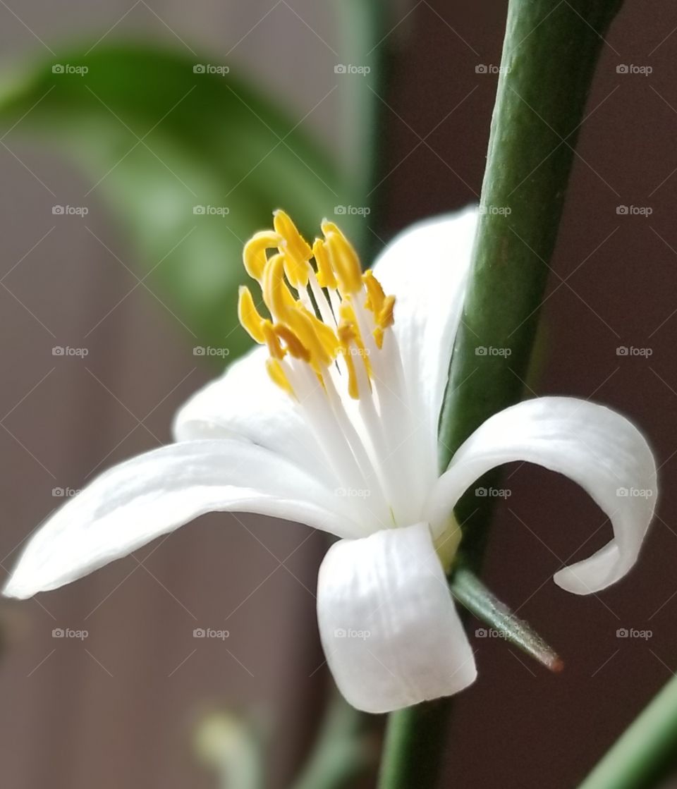 Lemon tree flower