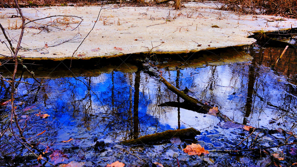 Dry trees reflecting on the lake