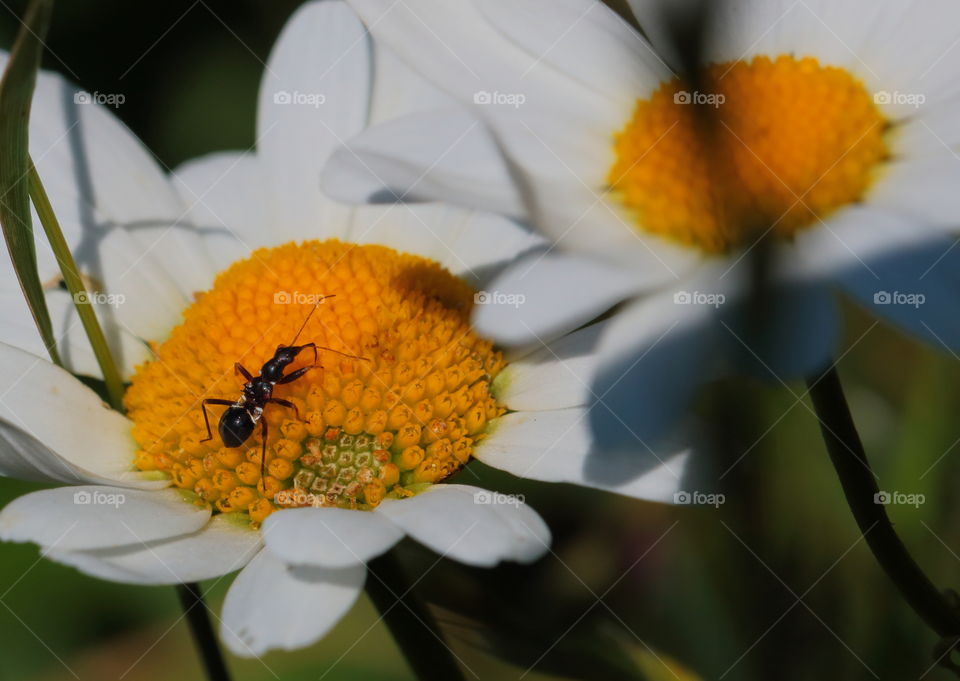 Ant On  Marguerite