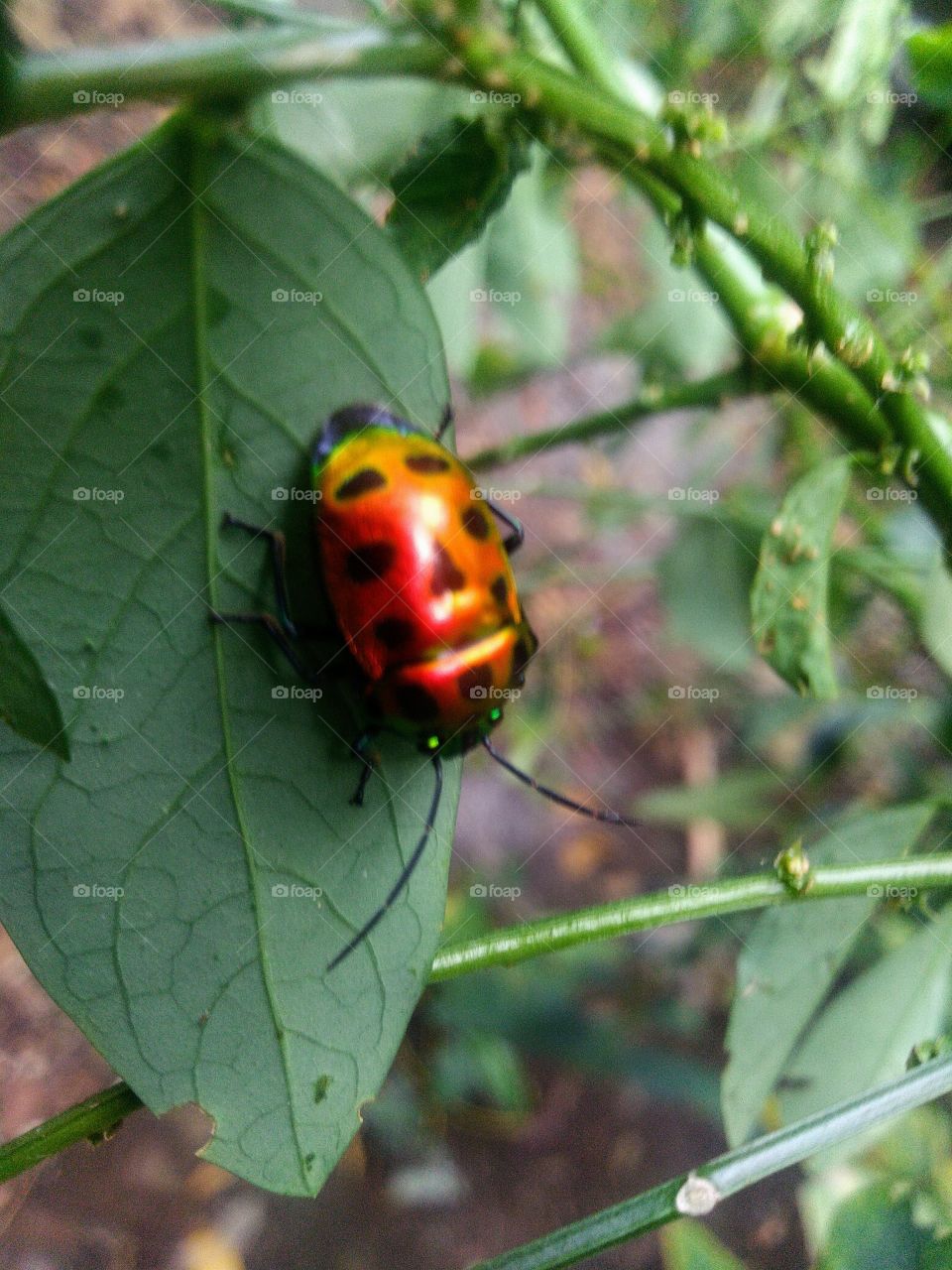 Insects with beautiful colors