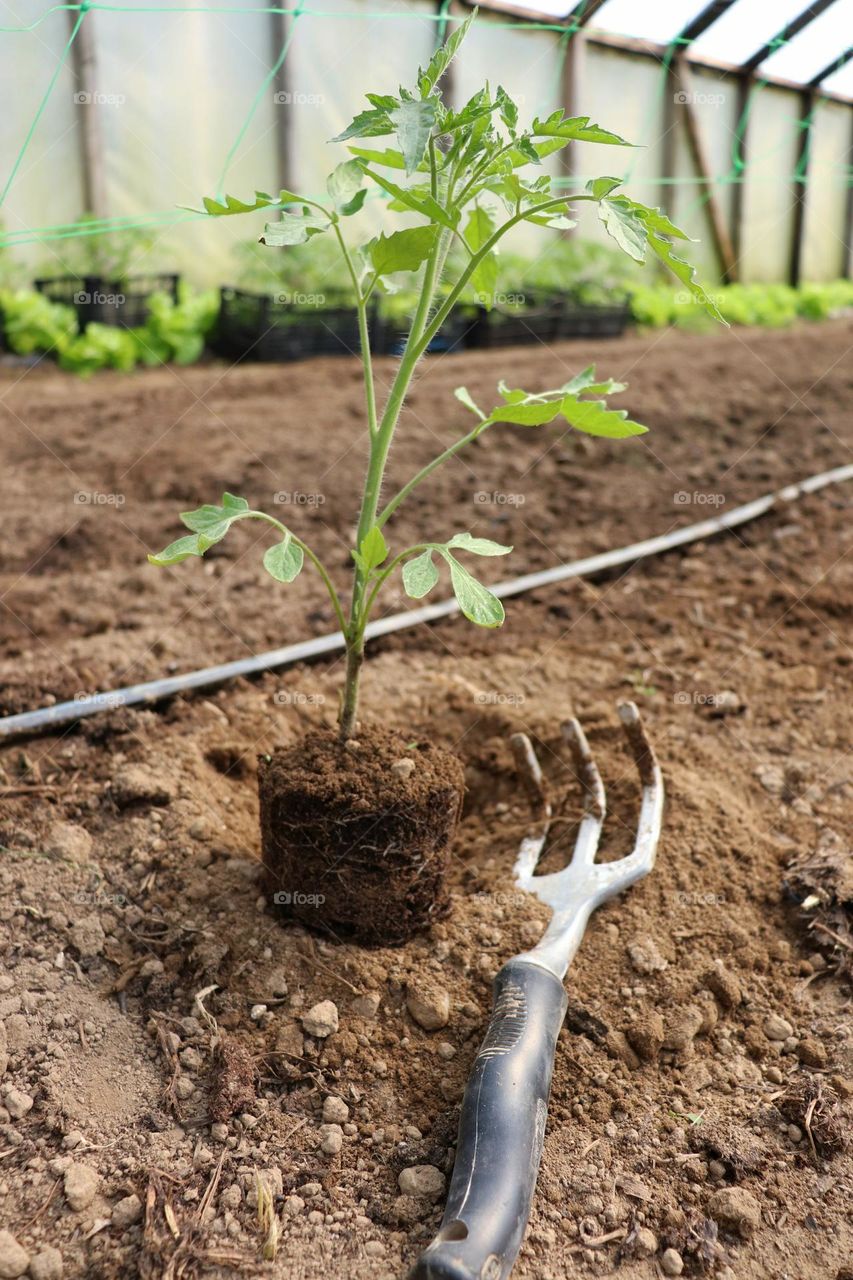 Plant Plants to Celebrate Earth Day