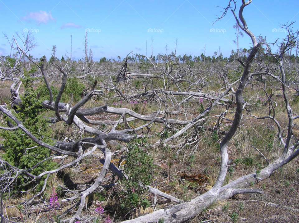 nature trees forrest fire by MagnusPm