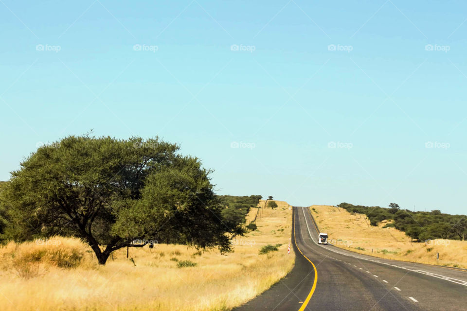 Long road going uphill on a road trip in the tropical savanna of Namibia. With tall dry grass and acacia bushes. 