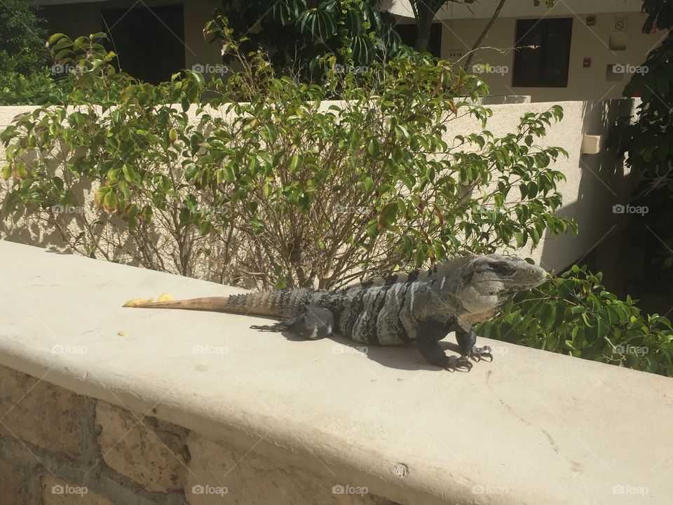 Iguana 