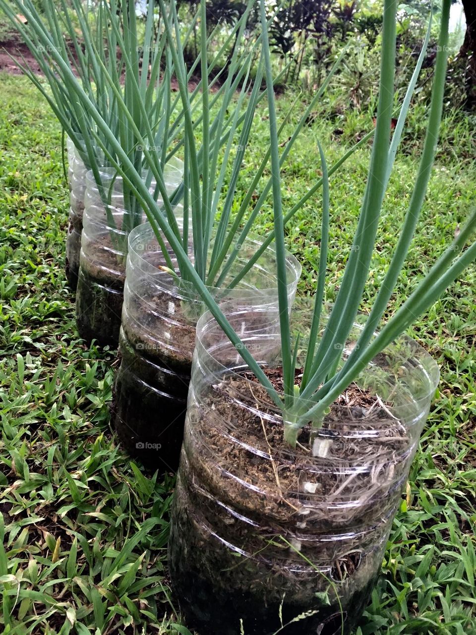 Spring onions planted in a recycled plastic water bottles for family’s consumptions.