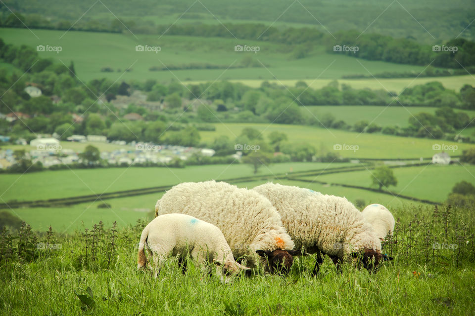 Sheep, Agriculture, Farm, No Person, Grass