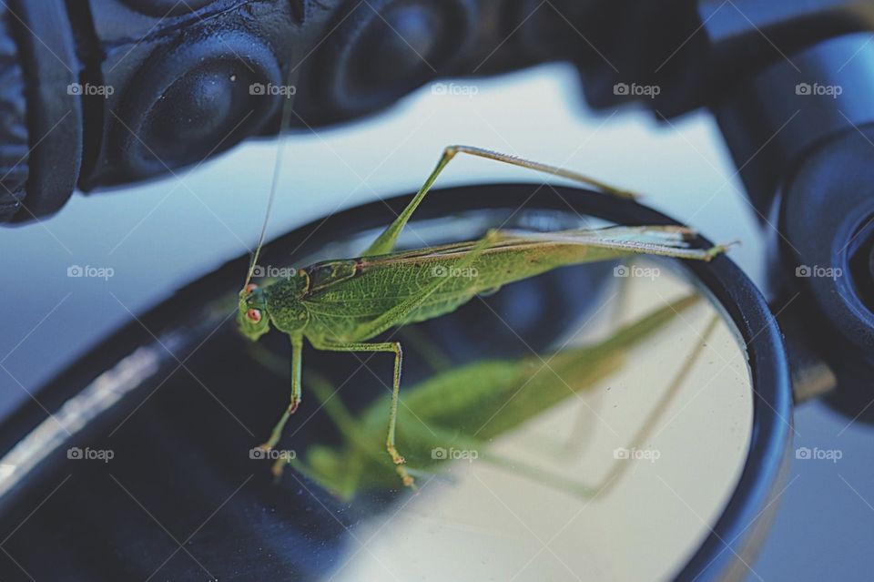 Praying Mantis Perched On A Bike Mirror, Reflections Of A Praying Mantis, Good Luck Praying Mantis, Bike Mirror Reflecting A Praying Mantis, Portrait Of A Praying Mantis 