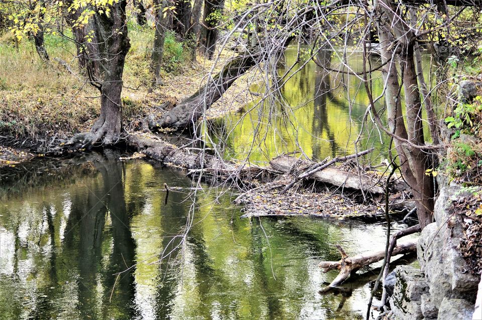 Creek Tree Reflection 