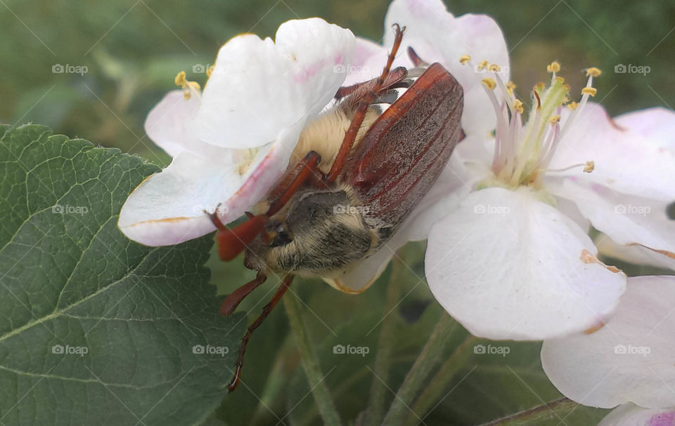 Flower, Nature, No Person, Insect, Leaf