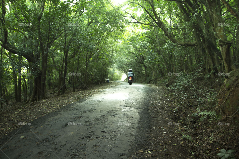 Wood, Landscape, Tree, Nature, Environment