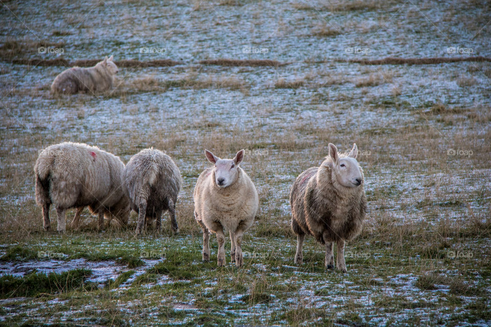 Sheeps standing on the grassy field